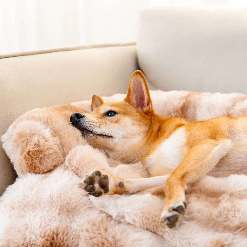 Gemütliches Hundebett | Schlafsofa für Hunde mit Memory-Schaum 4