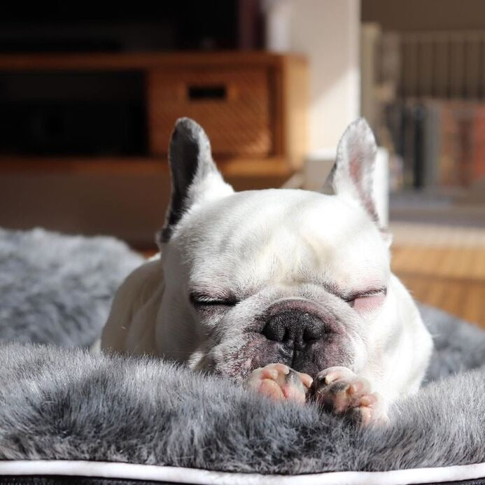 Orthopädisches Haustierbett | Komfortables Loungebett für Tiere 3
